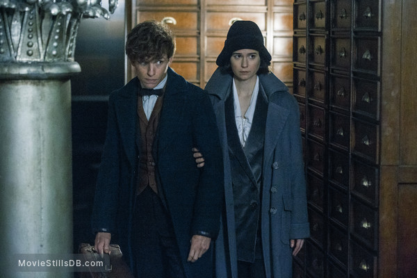 Download Katherine Waterston Fantastic Beasts And Where To Find Them Images